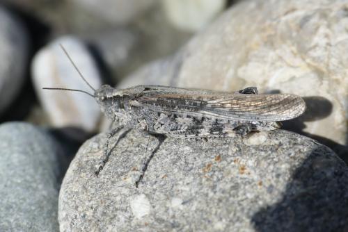 Réf. 213 691 : Epacromius tergestinus ponticus
